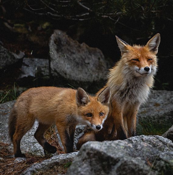 Foxes